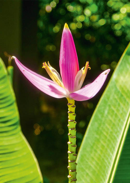 Tanjong Jara Resort - Malaysia