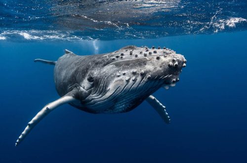 schwimmen-mit-walen-auf-den-inseln-von-tahiti