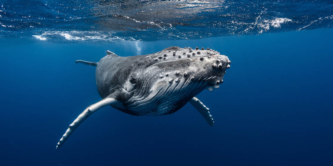 schwimmen-mit-walen-auf-den-inseln-von-tahiti