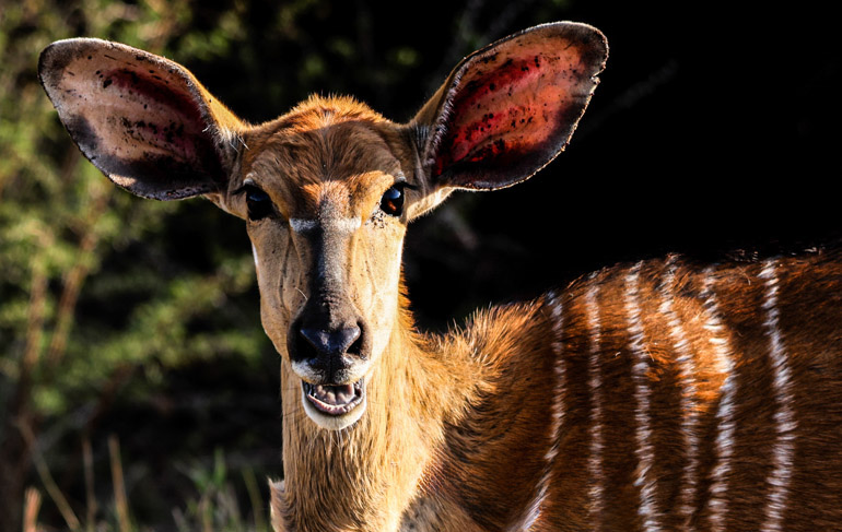 Jumeirah Thanda Safari Lodge Wilderness Afrika Antilope