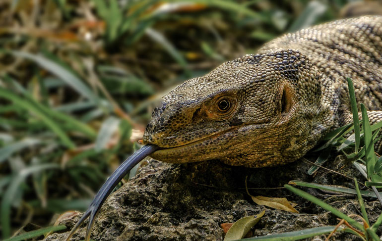 Jumeirah Thanda Safari Lodge Wilderness Afrika Echse