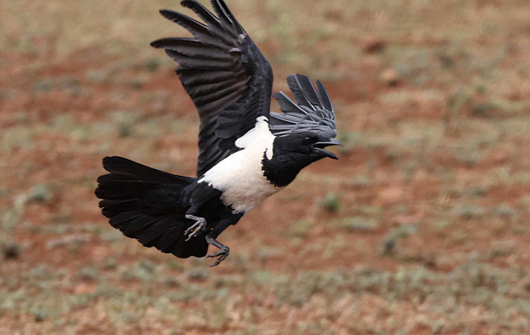 Jumeirah Thanda Safari Lodge Wilderness Afrika Vogel