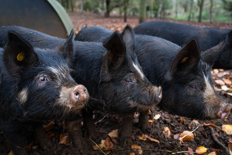 the-cocochine-london-fine-dining-mayfair-food-schweine